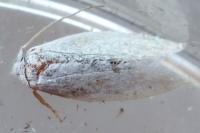 Pseudopostega chalcopepla
