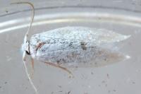 Pseudopostega chalcopepla