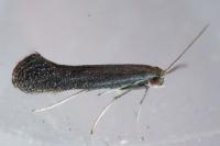Tinagma ocnerostomella