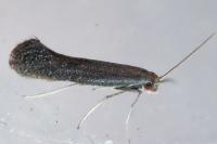 Tinagma ocnerostomella