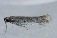 Huemeria campicolella campicolella