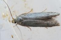 Stomopteryx
