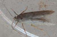 Stomopteryx