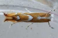 Phyllonorycter rebimbasi