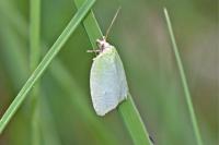 Tortrix viridana