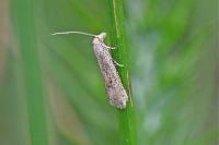 Bactra