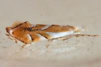 Phyllonorycter rebimbasi