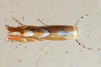 Phyllonorycter rebimbasi