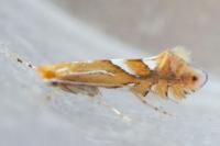 Phyllonorycter