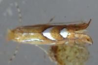 Phyllonorycter