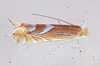 Phyllonorycter endryella