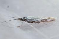 Coleophora