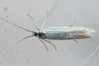 Coleophora