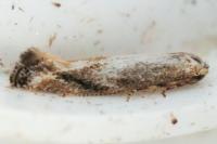 Bucculatrix