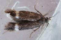 Stigmella