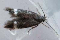 Stigmella
