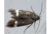 Stigmella