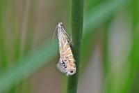 Glyphipterix thrasonella