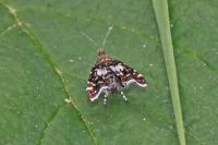 Prochoreutis myllerana