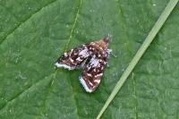 Prochoreutis myllerana