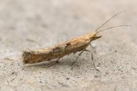 Plutella xylostella