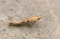 Plutella xylostella