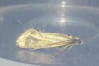 Glyphipterix fuscoviridella
