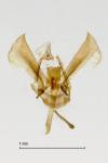 Glyphipterix fuscoviridella