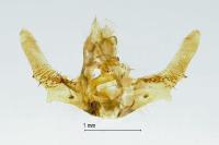 Olethreutes arcuella