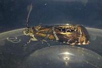 Olethreutes arcuella