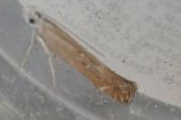 Isophrictis kefersteiniellus