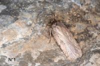Agonopterix orophilella