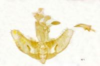 Agonopterix orophilella