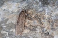Agonopterix orophilella