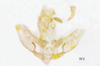 Agonopterix orophilella