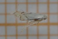 Phyllonorycter harrisella