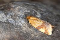 Zelotherses ferugana