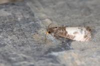 Notocelia cynosbatella