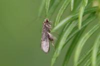 Nematopogon robertella