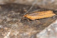 Aphelia viburnana