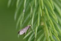 Nematopogon robertella