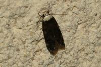 Endrosis sarcitrella