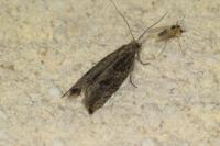 Bactra