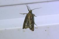 Bactra