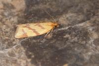 Clepsis pallidana