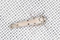 Ethmia terminella