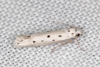 Ethmia terminella