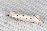 Ethmia terminella