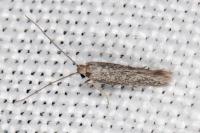 Urodeta hibernella