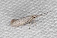 Urodeta hibernella